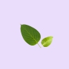 Gymnema Sylvestre Extrakt (20:1) – 200 mg