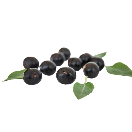 Açaí-Extrakt (10:1) – 100 mg